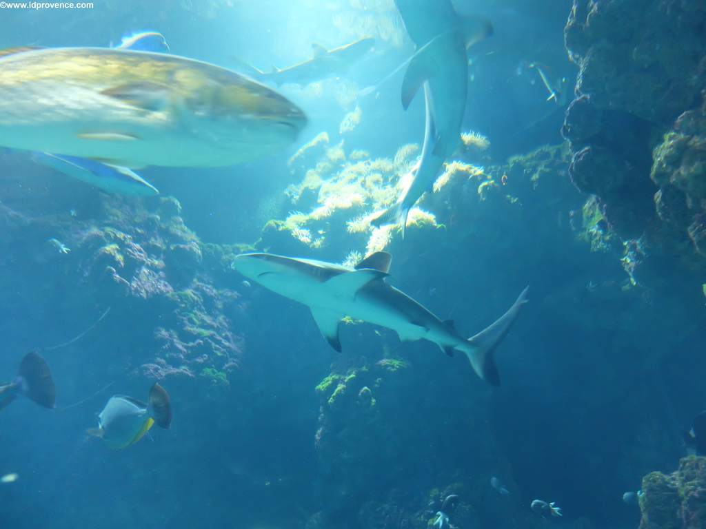 Haifischbecken im Ozeanographischen Museum Monaco